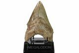 Serrated, Fossil Megalodon Tooth - Georgia #159736-2